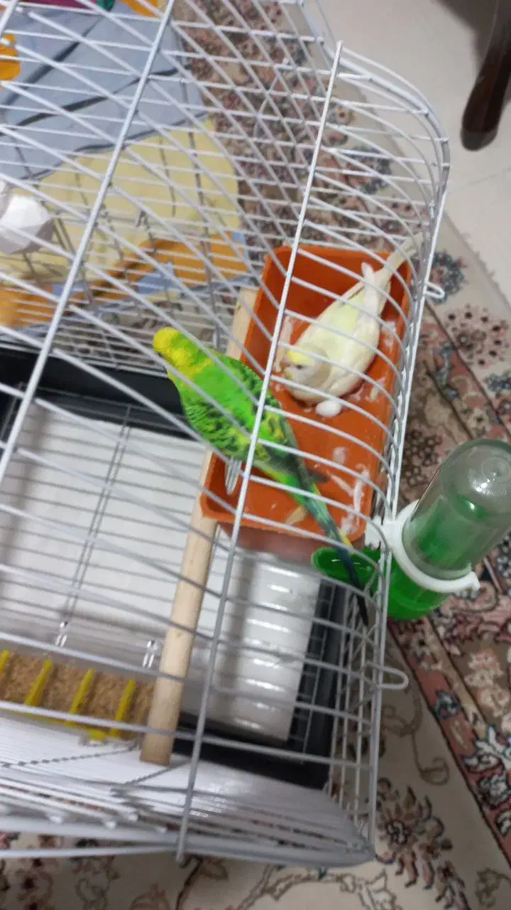 پرنده|پرنده|اندیشه, اندیشه فاز ۱|دیوار