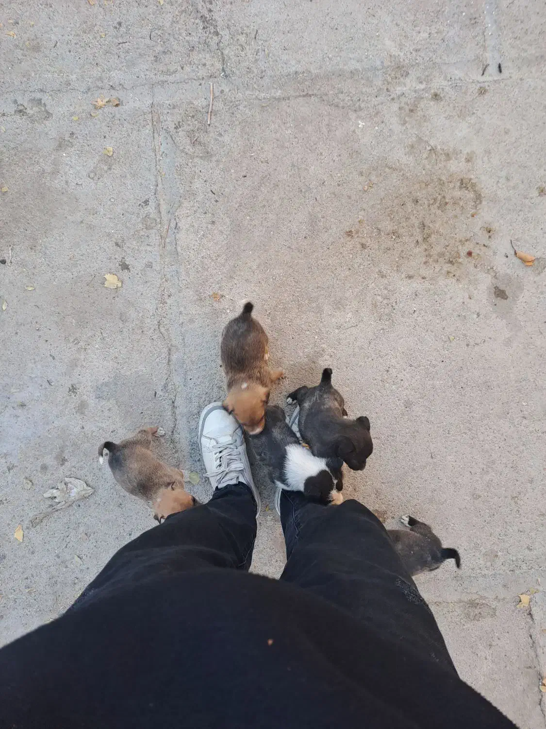 سگ پاکوتاه توله|سگ|قوچان, |دیوار