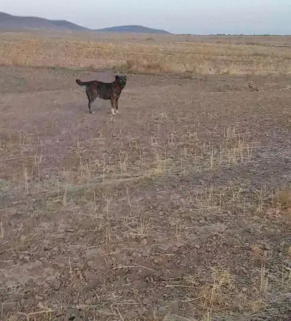 ماده گله ای نگهبان|سگ|فرمهین, |دیوار