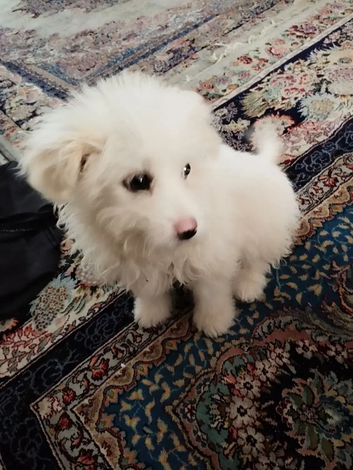 سگ شیتزو|سگ|مشهد, مقدم|دیوار