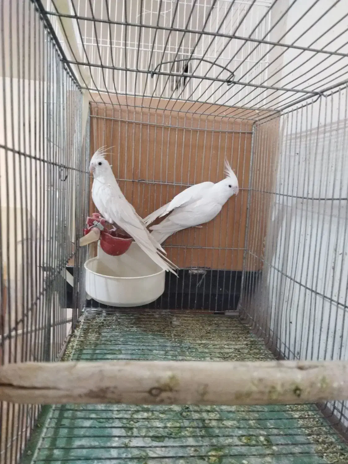 آلبینو وایت فیس مولد|پرنده|خمینیشهر, |دیوار