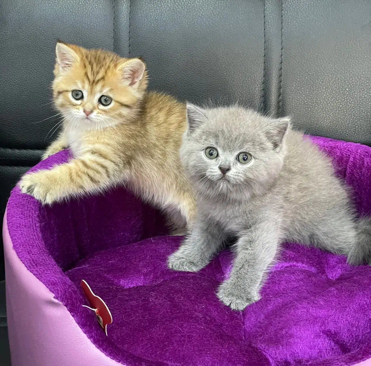 مجموعه گربه های اشرافی|گربه|تهران, پونک|دیوار