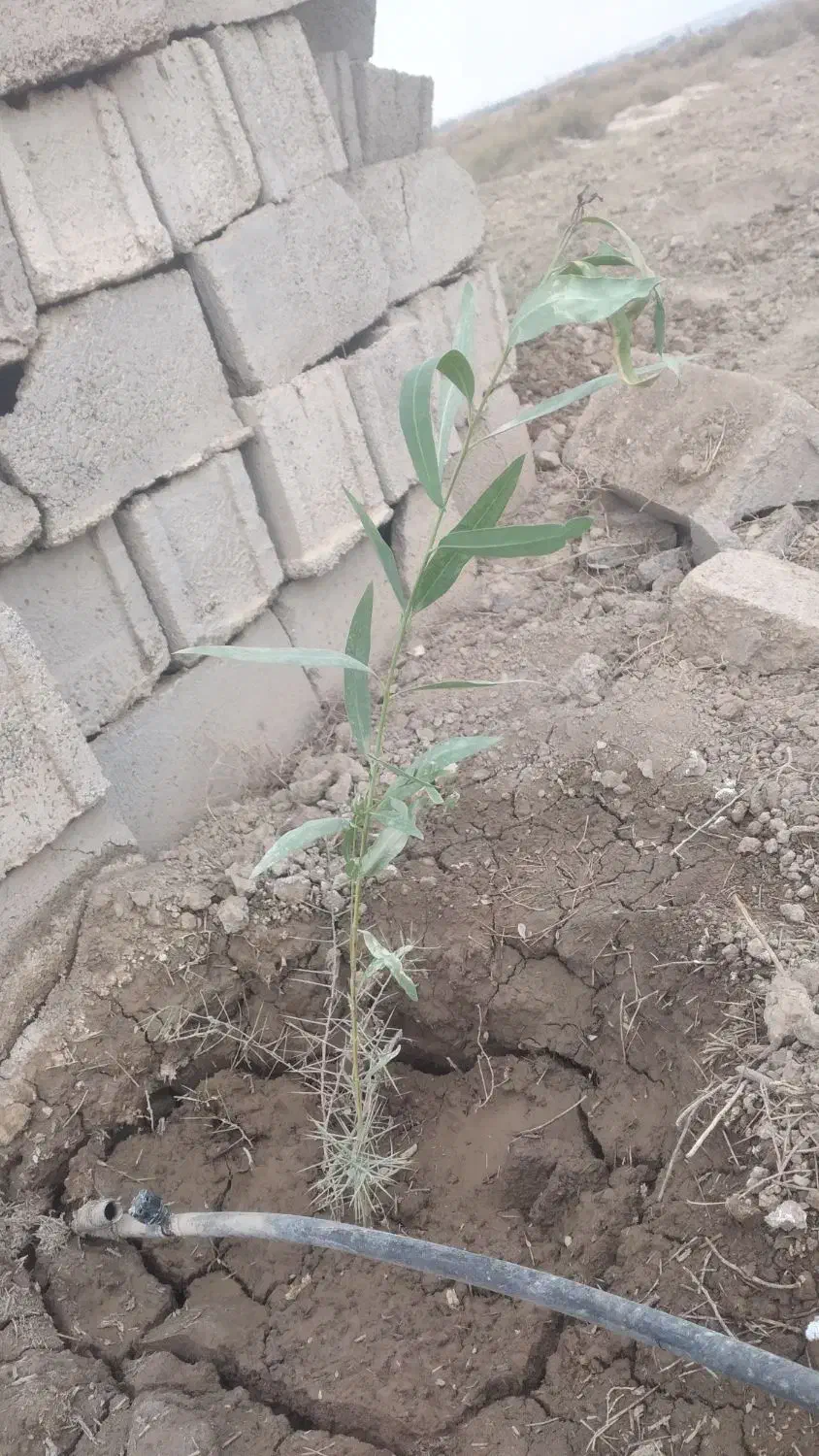 نهال اوکالیپتوس تعداد محدود ۳۰ تومن|خدمات باغبانی و درختکاری|ساوه, |دیوار