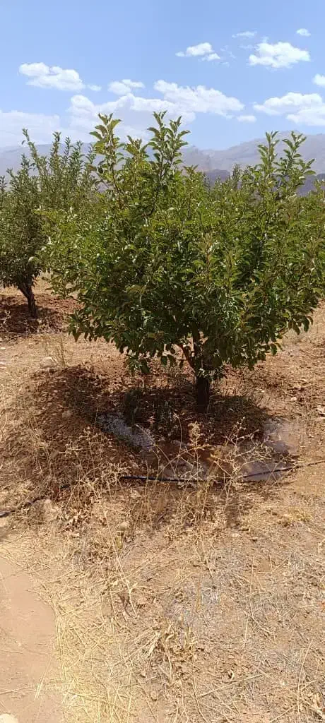 فروش باغ مثمر|فروش زمین و ملک کلنگی|سمیرم, |دیوار