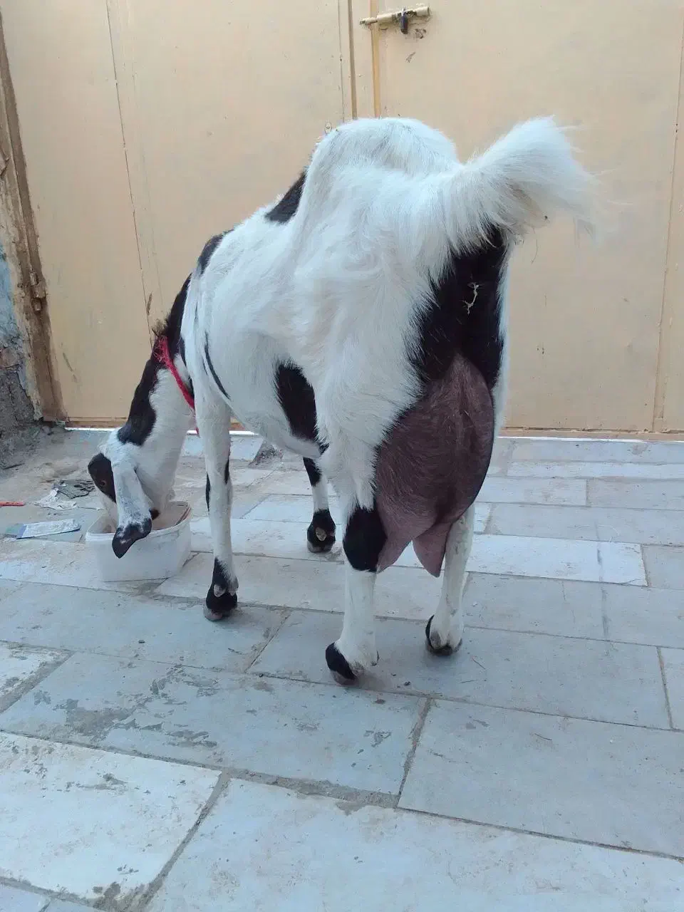 بز مری اصل|حیوانات مزرعه|تیمور آباد, |دیوار