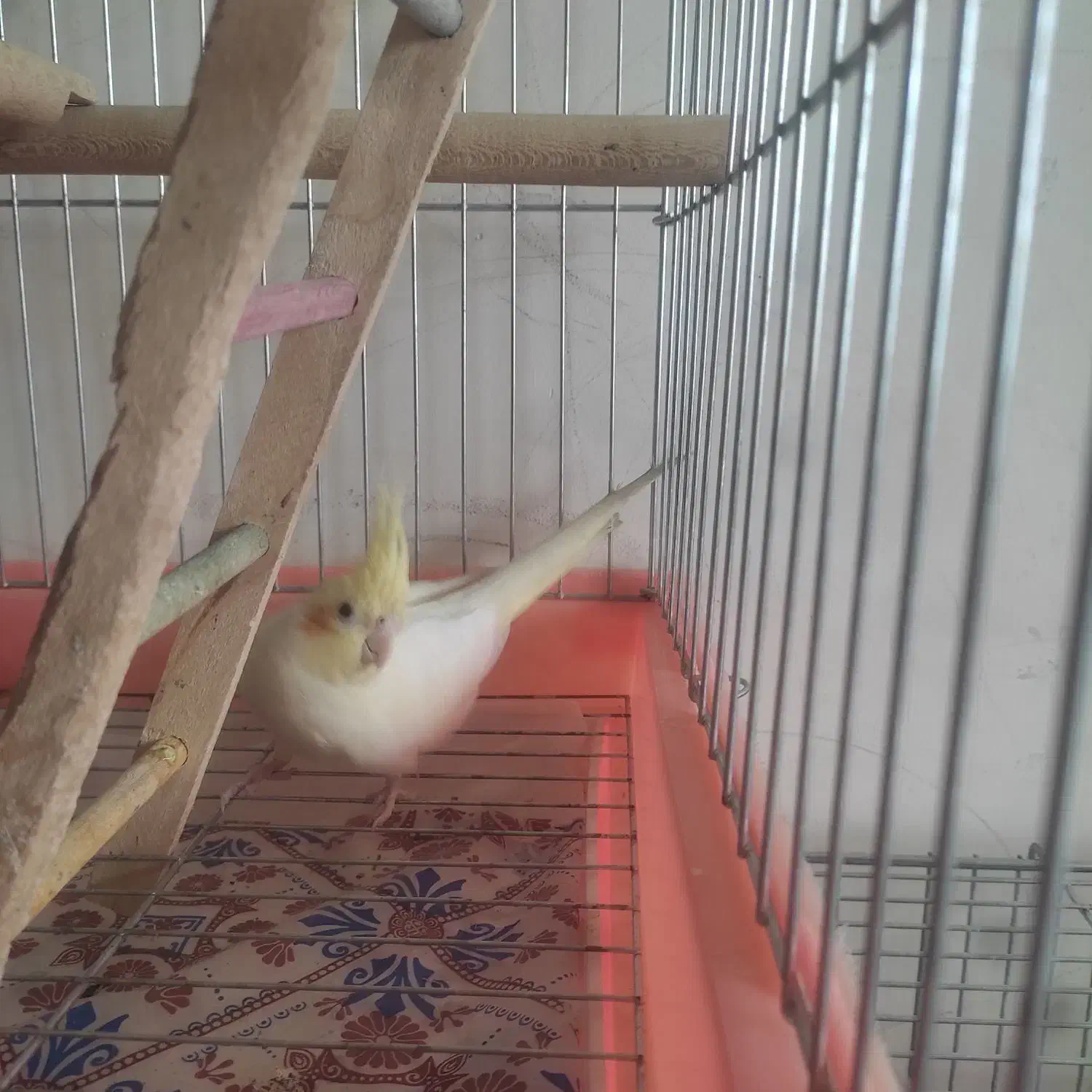 عروس هلندی|پرنده|خمینیشهر, |دیوار