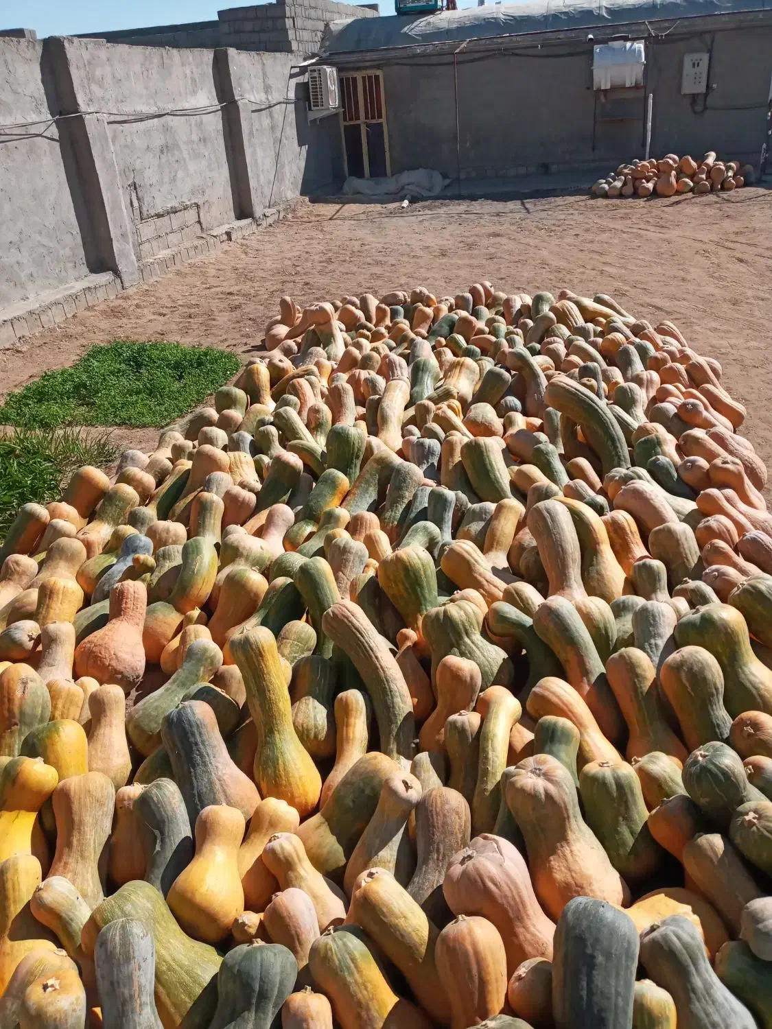 کدو حلوایی|خوردنی و آشامیدنی|شاهین دژ, |دیوار