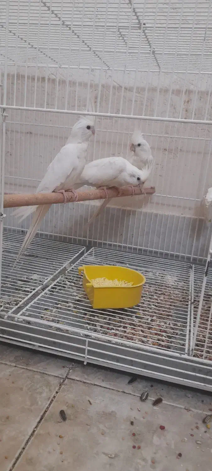 عروس هلندی آلبینو|پرنده|بندر دیر, |دیوار