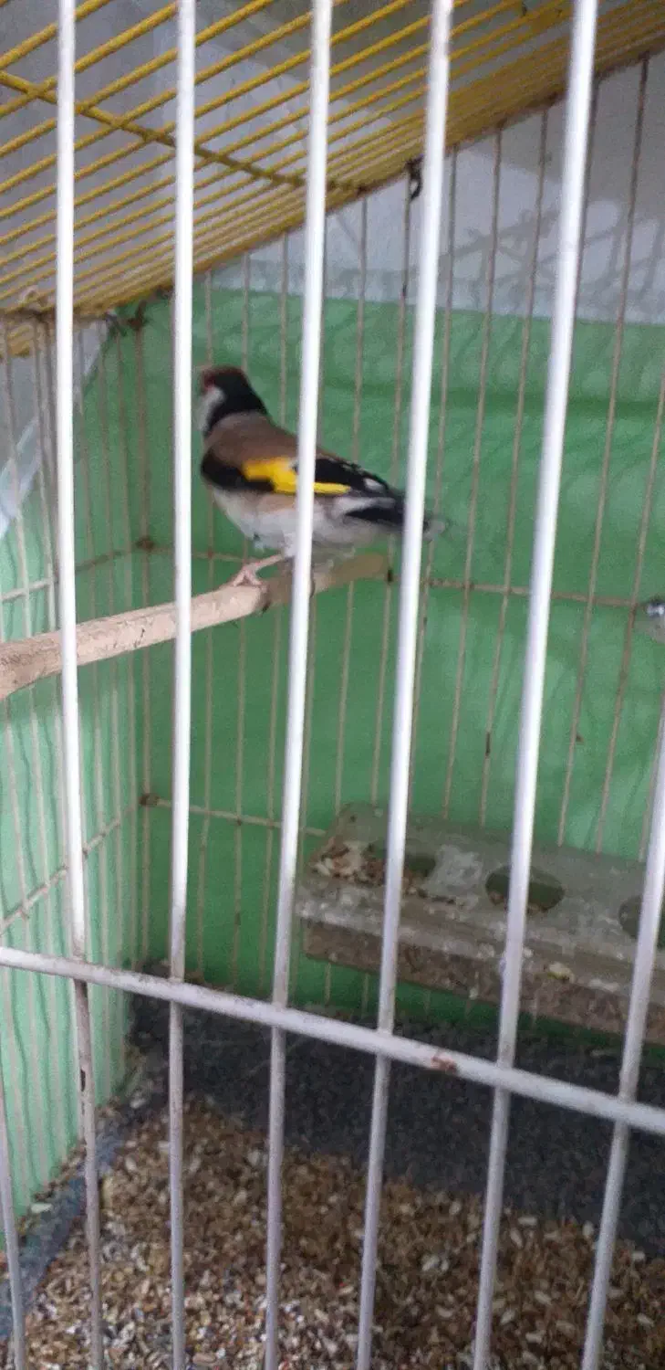 سهره نر|پرنده|ایلام, |دیوار