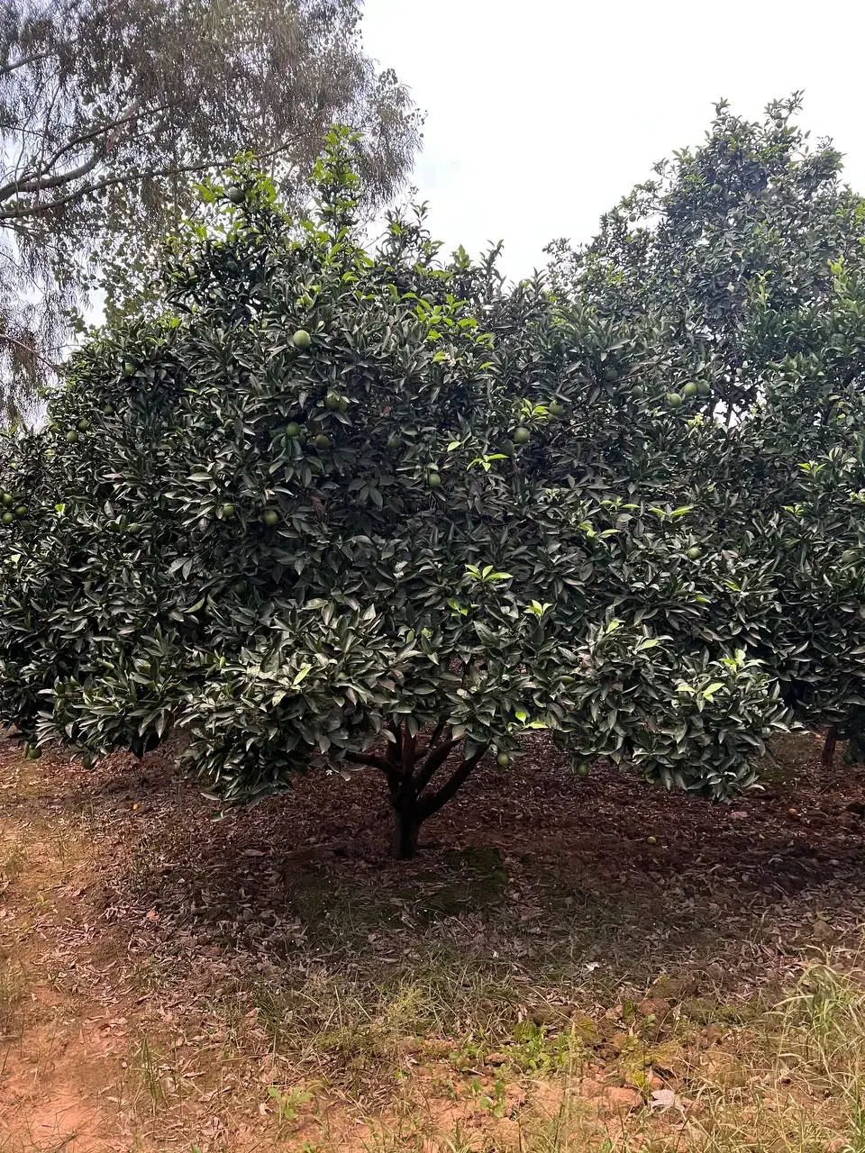 ۲۴۵۰ متر باغ مرکبات مرتب ۱۰۰ متری آسفالت|فروش زمین و ملک کلنگی|کیاکلا, |دیوار