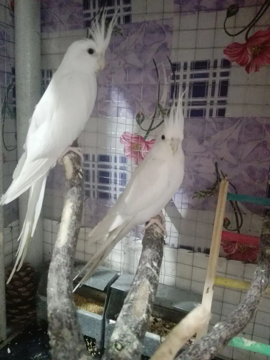 عروس هلندی و البینو|پرنده|کبودرآهنگ, |دیوار