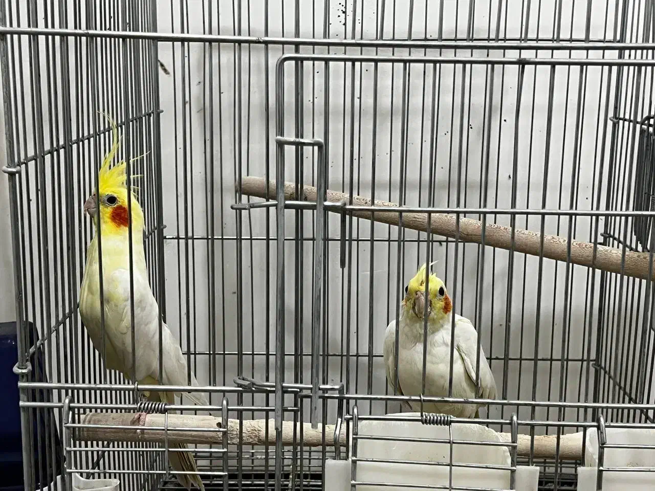 جفت عروس هلندی و کوتوله|پرنده|زرند, |دیوار