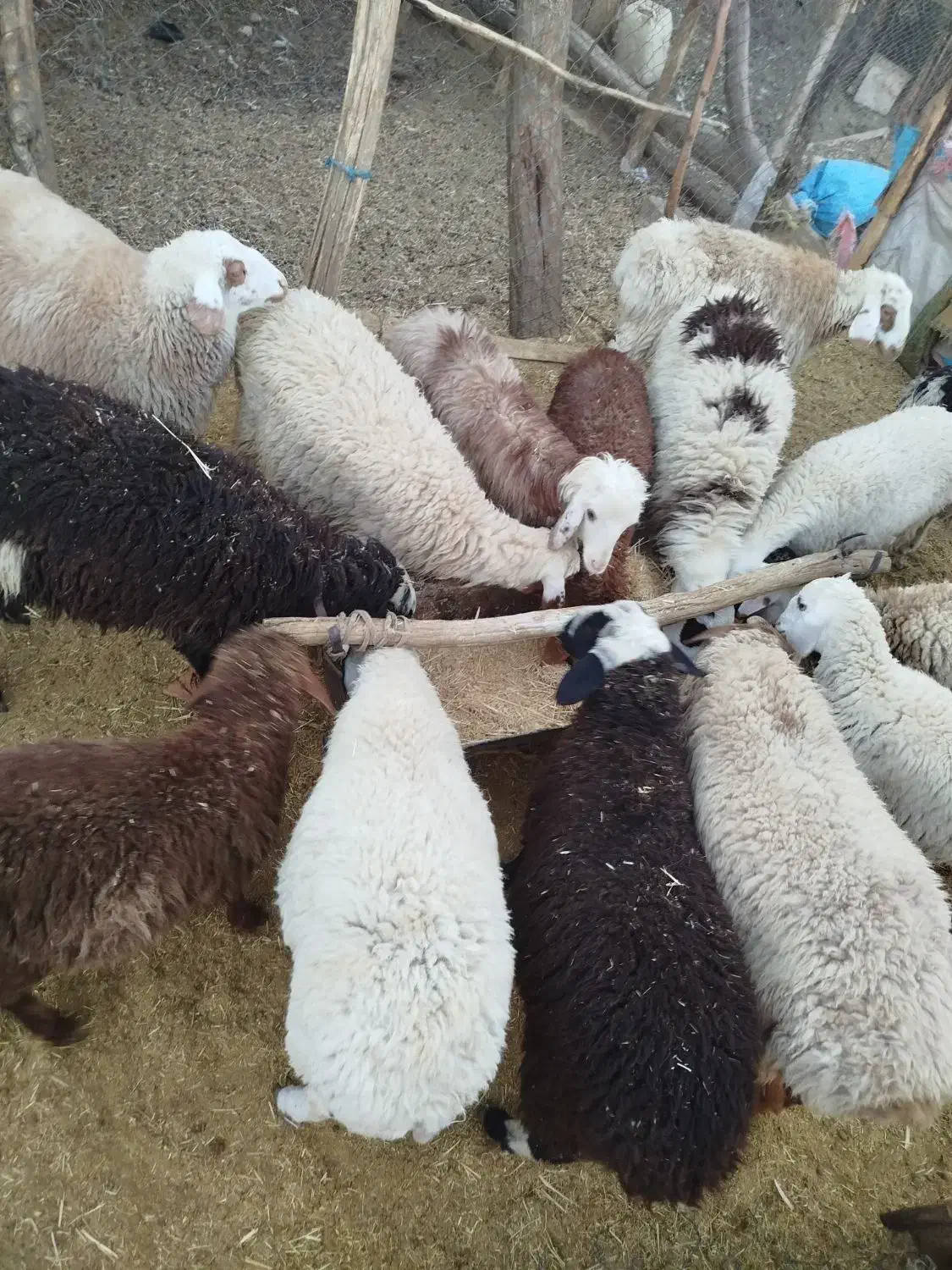 بره . نر .ماده|حیوانات مزرعه|رابر, |دیوار