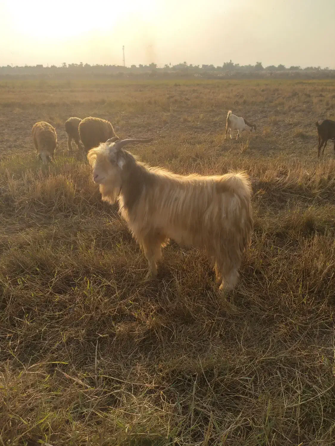 کوه و تیشتر نر ومیش زایده|حیوانات مزرعه|شوشتر, |دیوار