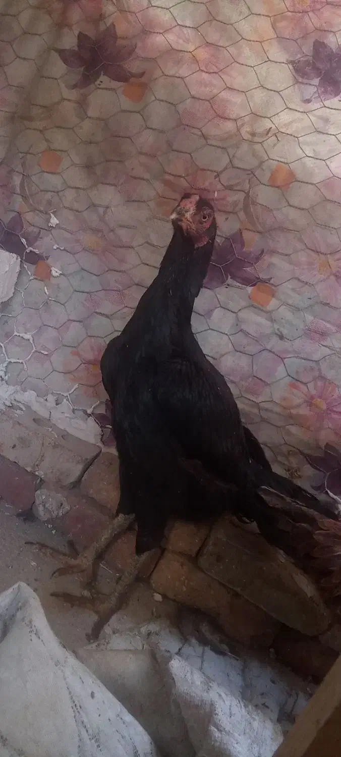 دوتا لاری اصیل یدونه جوجه|حیوانات مزرعه|باروق, |دیوار