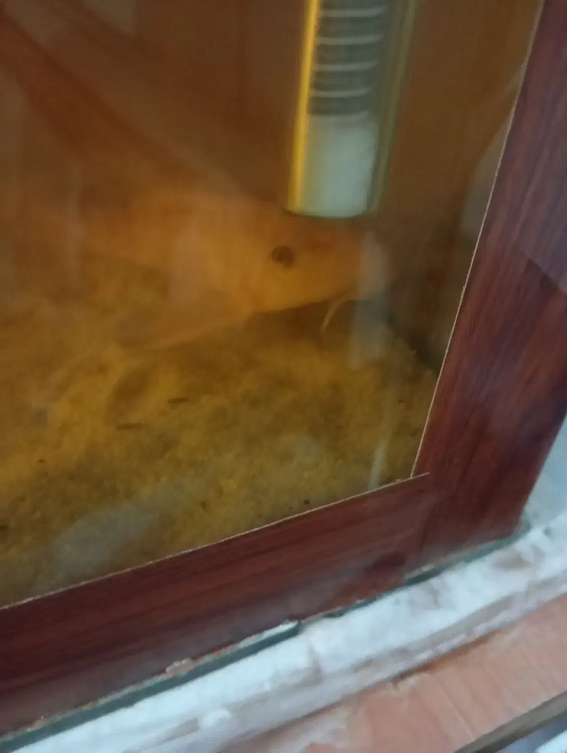 لجن خوار|ماهی|زابل, |دیوار