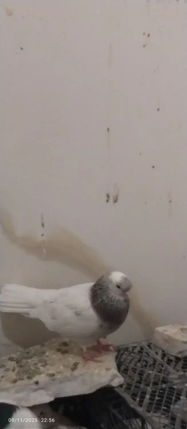 کبوتر|پرنده|زابل, |دیوار