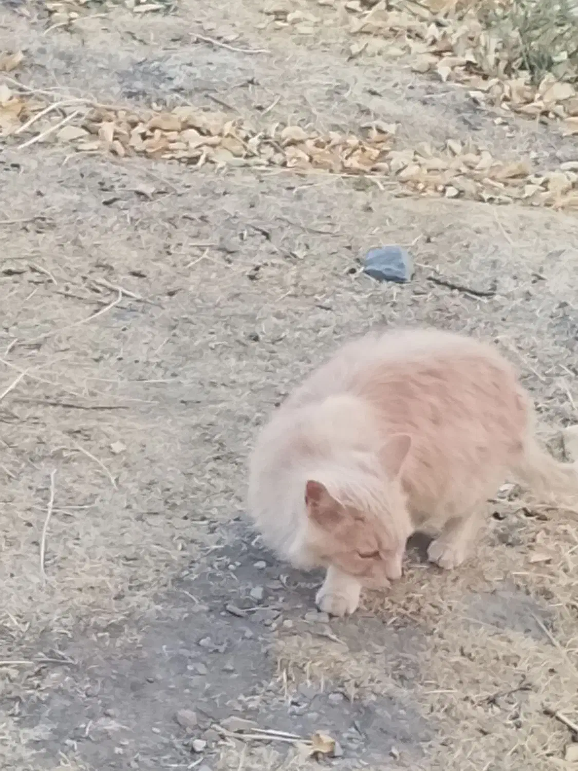 گربه پرشین|گربه|زنجان, |دیوار