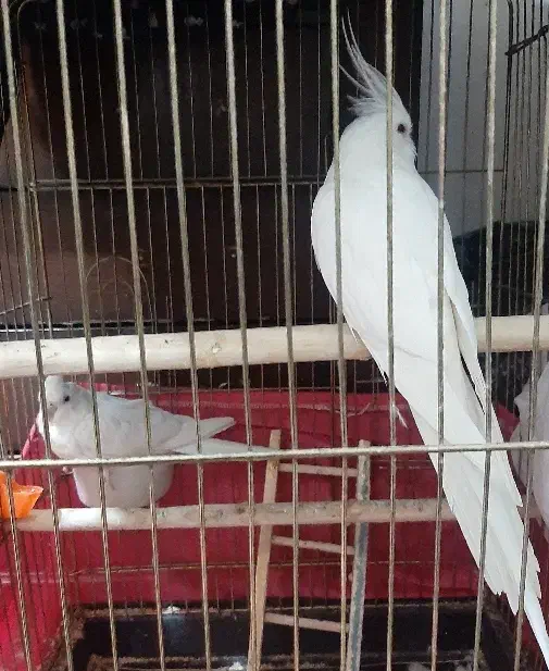 جفت عروس هلندی آلبینو|پرنده|خوی, |دیوار