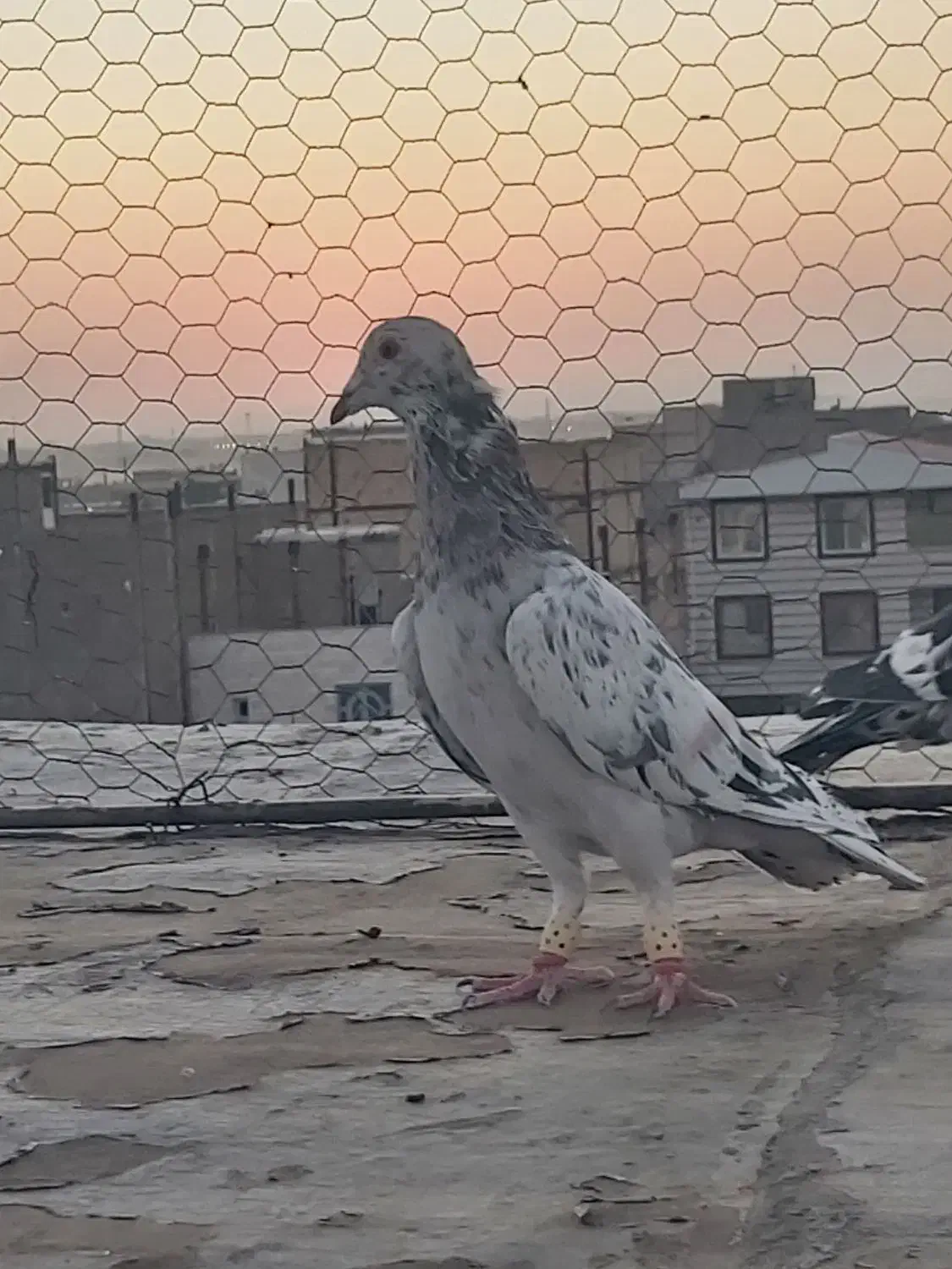 کبوتر خطی|پرنده|الوند, |دیوار