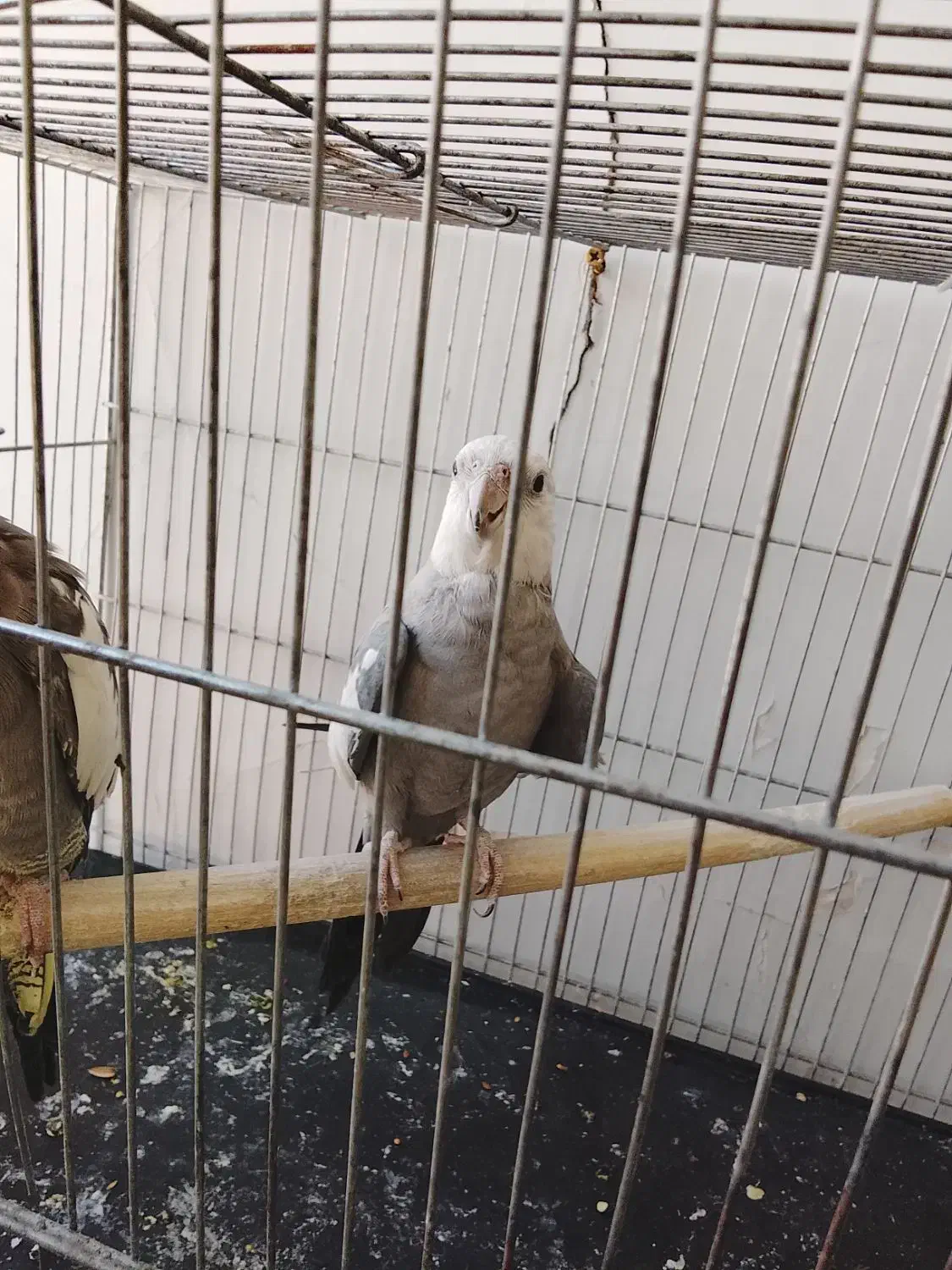 عروس هلندی دستی سخن گو|پرنده|دورود, |دیوار