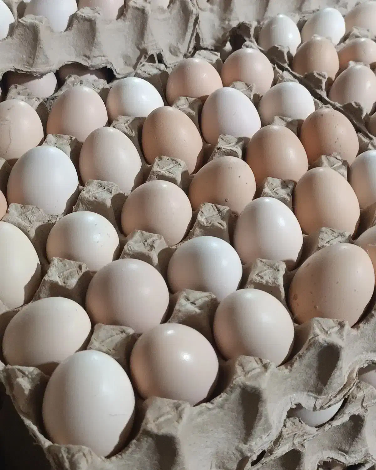 تخم مرغ محلی گلپایگان|خوردنی و آشامیدنی|اهواز, لشکرآباد|دیوار