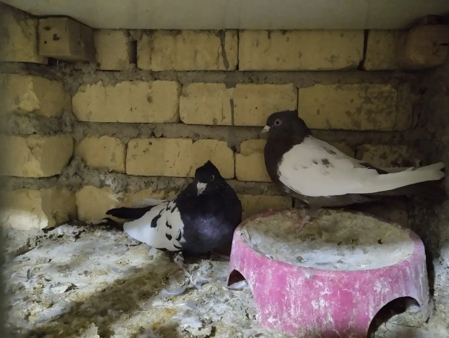 کبوتر|پرنده|شیراز, بید زرد|دیوار