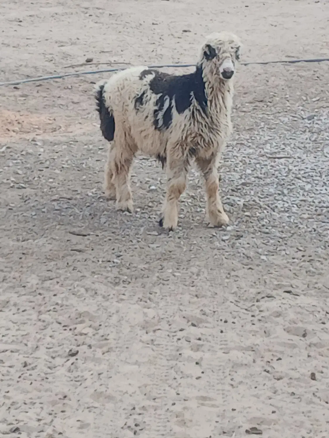 فروشی یک عدد بره|حیوانات مزرعه|آبپخش, |دیوار