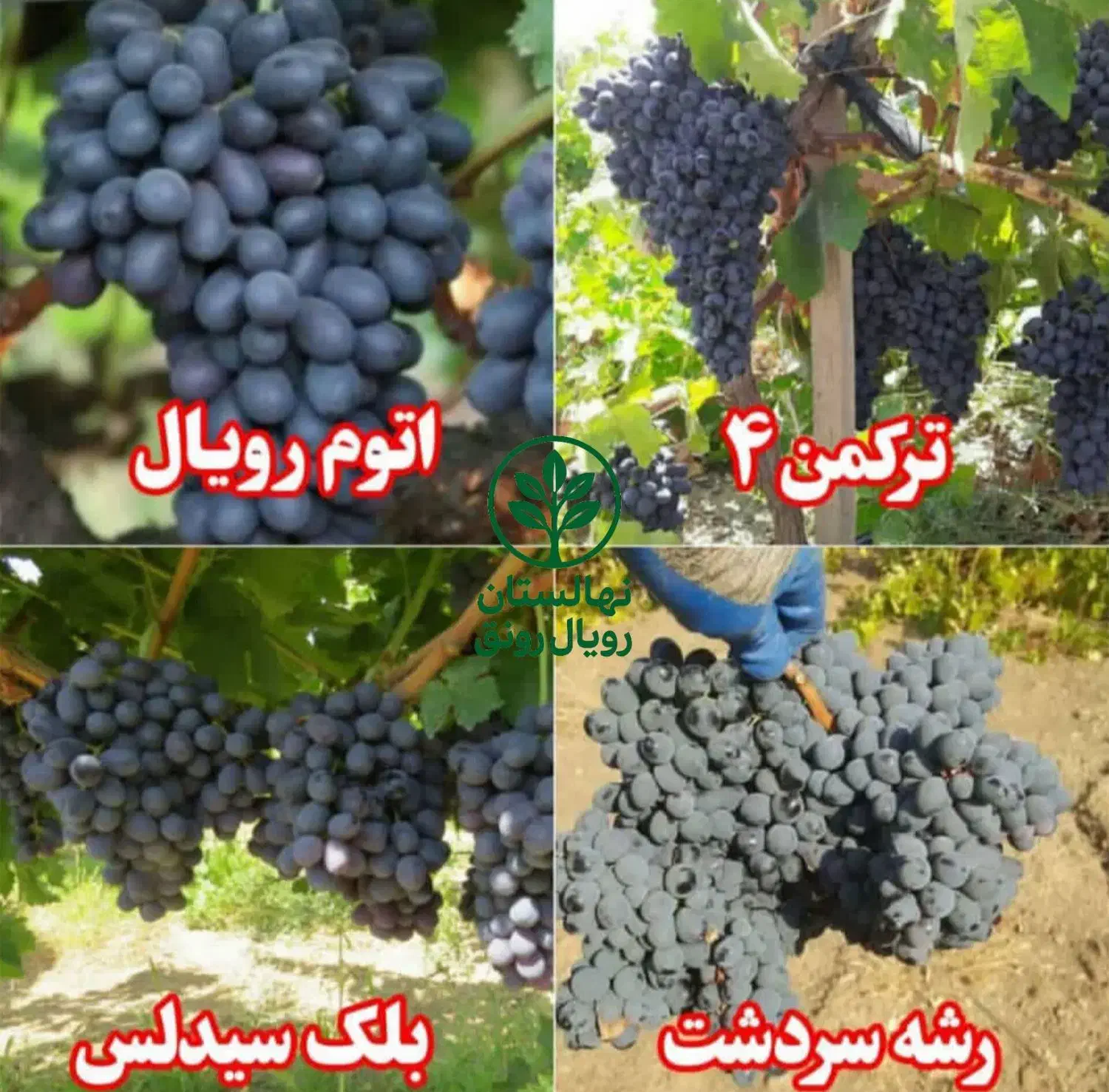 نهال های اصلاحشده و باکیفیت|خدمات باغبانی و درختکاری|فرخشهر, |دیوار