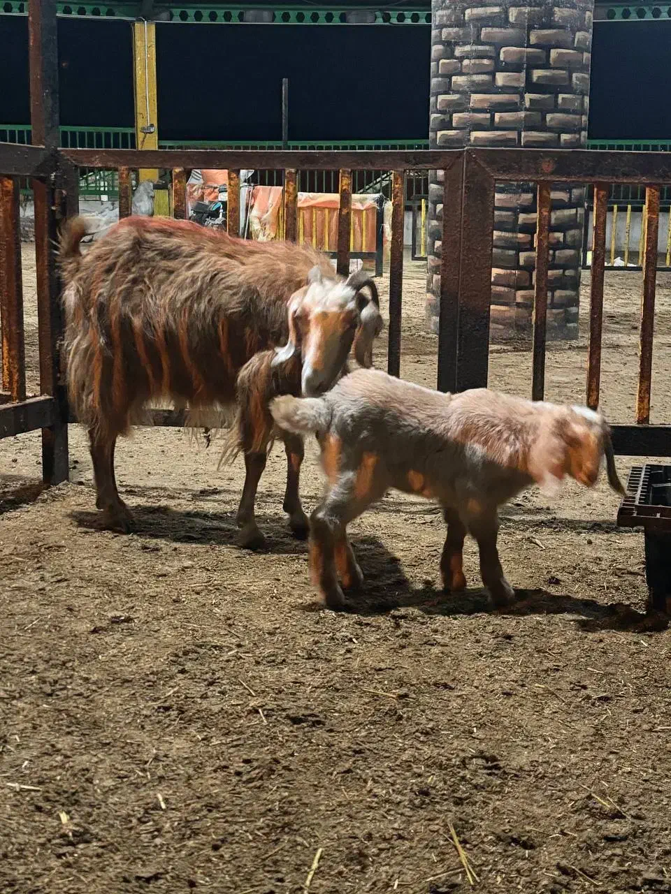 بزغاله نر با مادر|حیوانات مزرعه|خوش‌رودپی, |دیوار