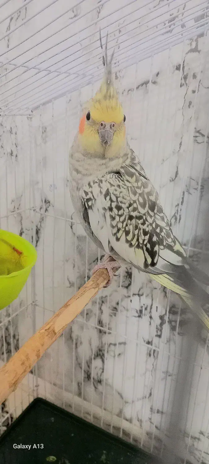 عروس علندی ماده|پرنده|قیدار, |دیوار