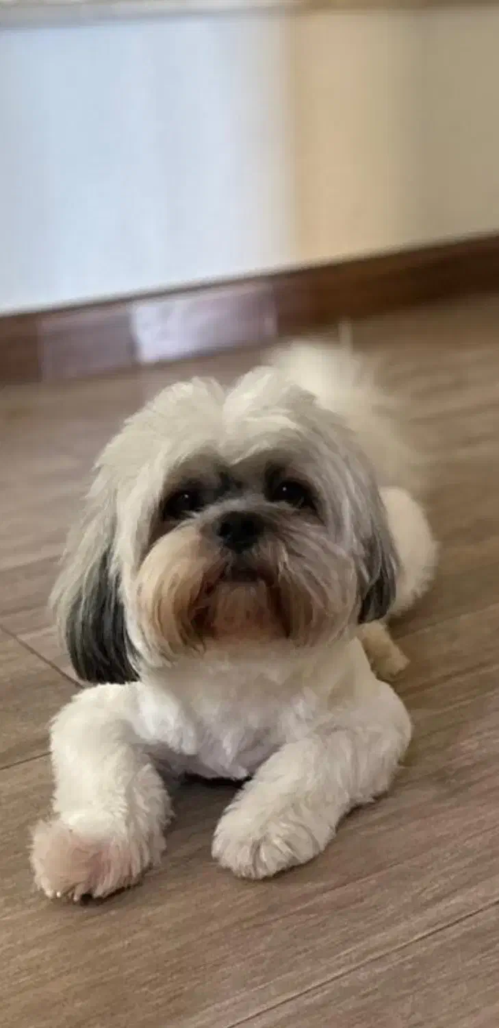 واگذاری نژاد شیتزو مالتیز|سگ|بابلسر, |دیوار