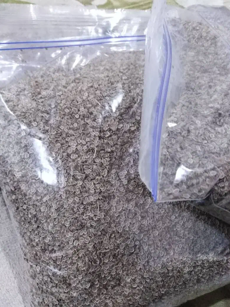 بذر شوید گاوریش|حراج|برازجان, |دیوار