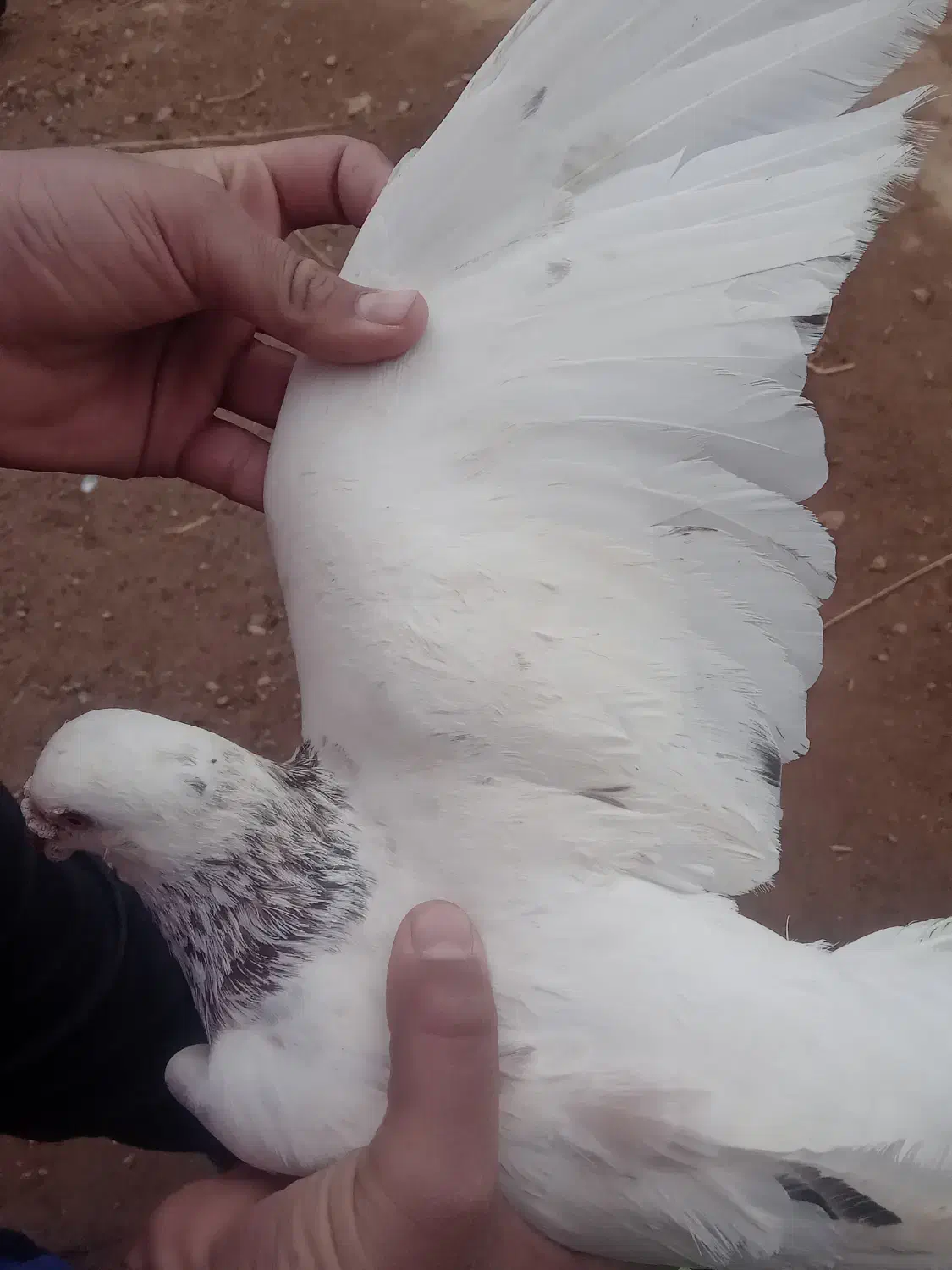 سار نر|پرنده|نیشابور, فضل|دیوار