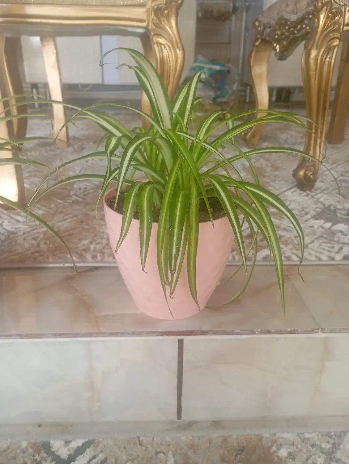 گل طبیعی|گل و گیاه طبیعی|ایلام, |دیوار