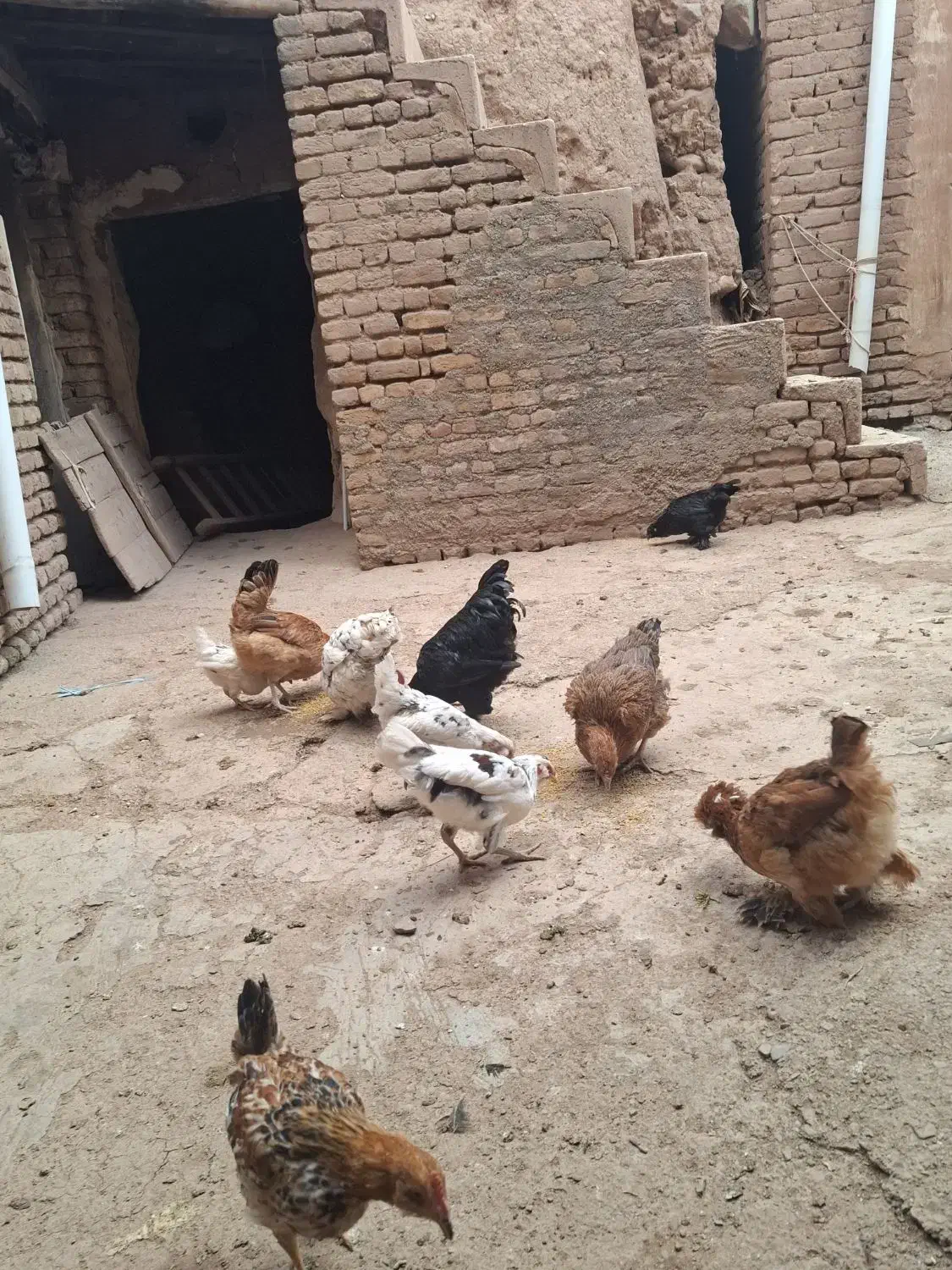 مرغ|حیوانات مزرعه|صوفیان, |دیوار