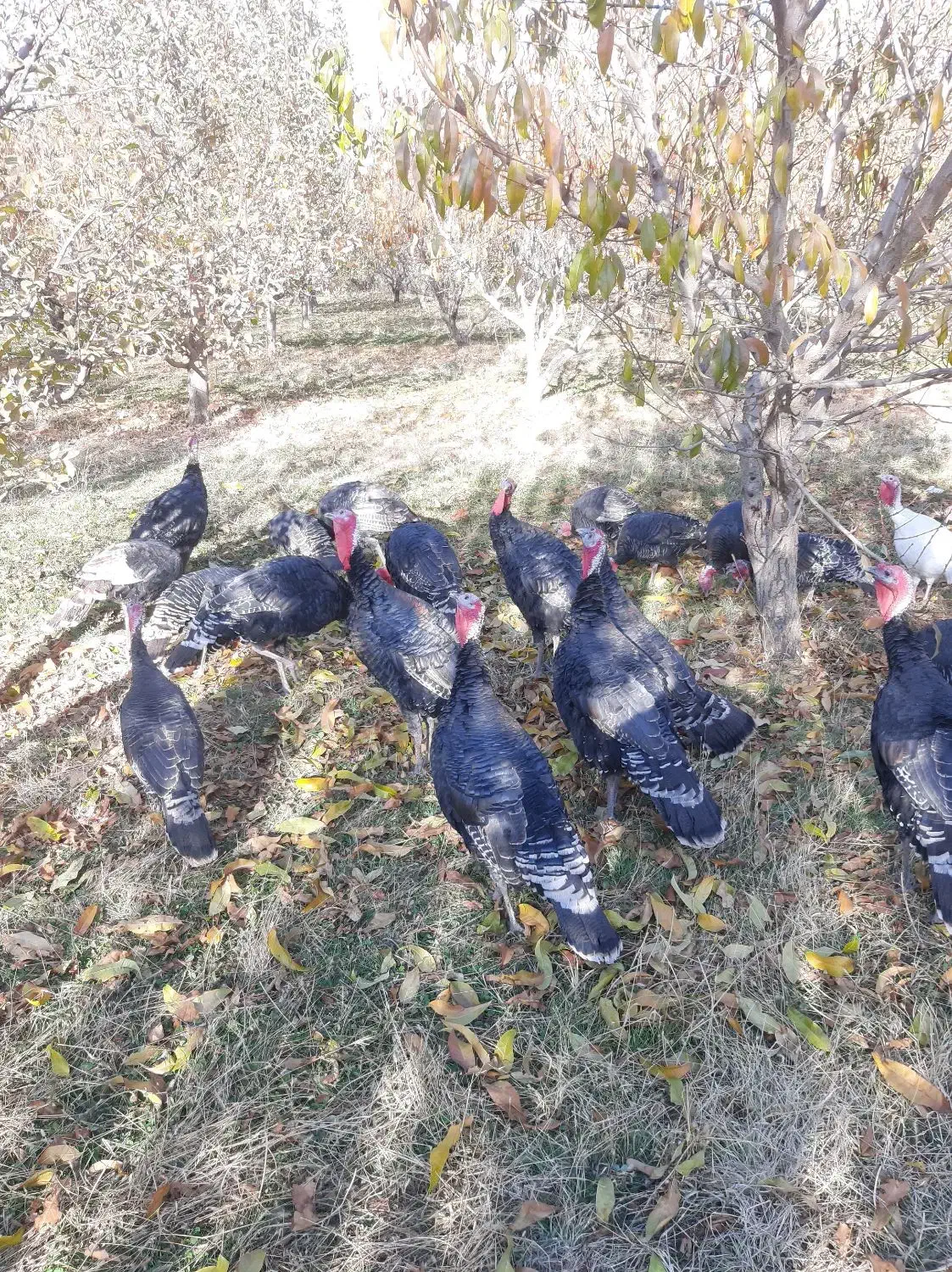 بوقلمون محلی|حیوانات مزرعه|نالوس, |دیوار