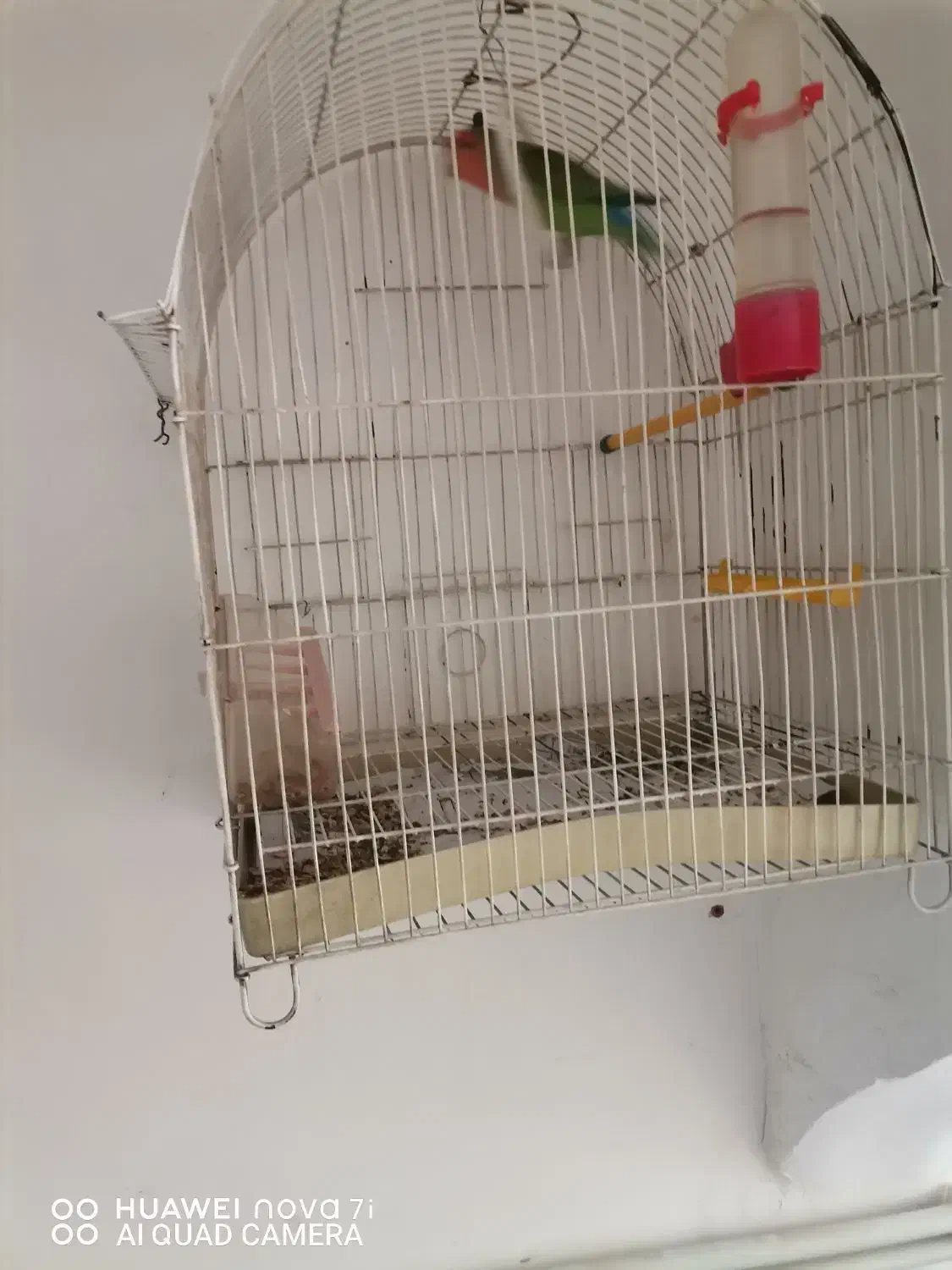 طوطی برزیلی|پرنده|ایلام, |دیوار