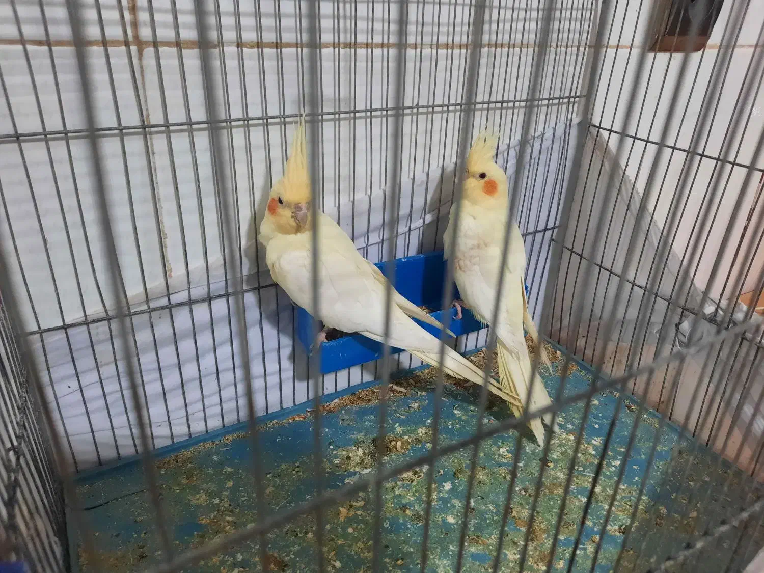 عروس هلندی|پرنده|ماهدشت, |دیوار