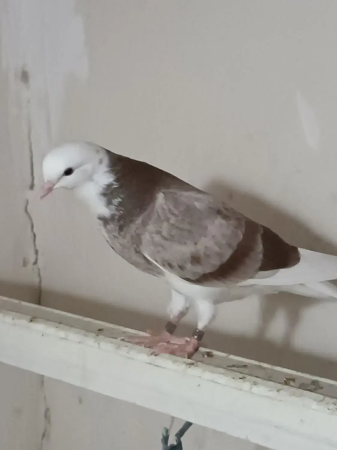 گمشده ها|حیوانات|زاهدان, |دیوار