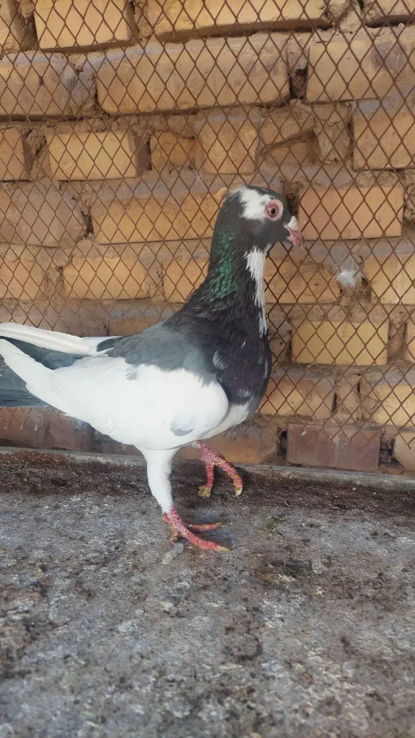 دوعدد کفتر|پرنده|یزد, |دیوار