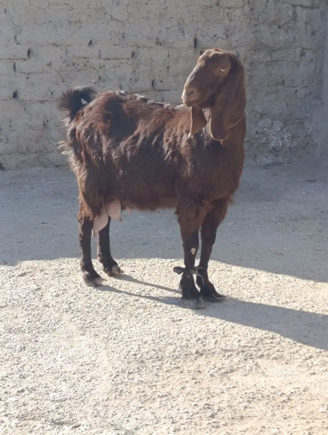 بز ابست مری|حیوانات مزرعه|هامون, |دیوار