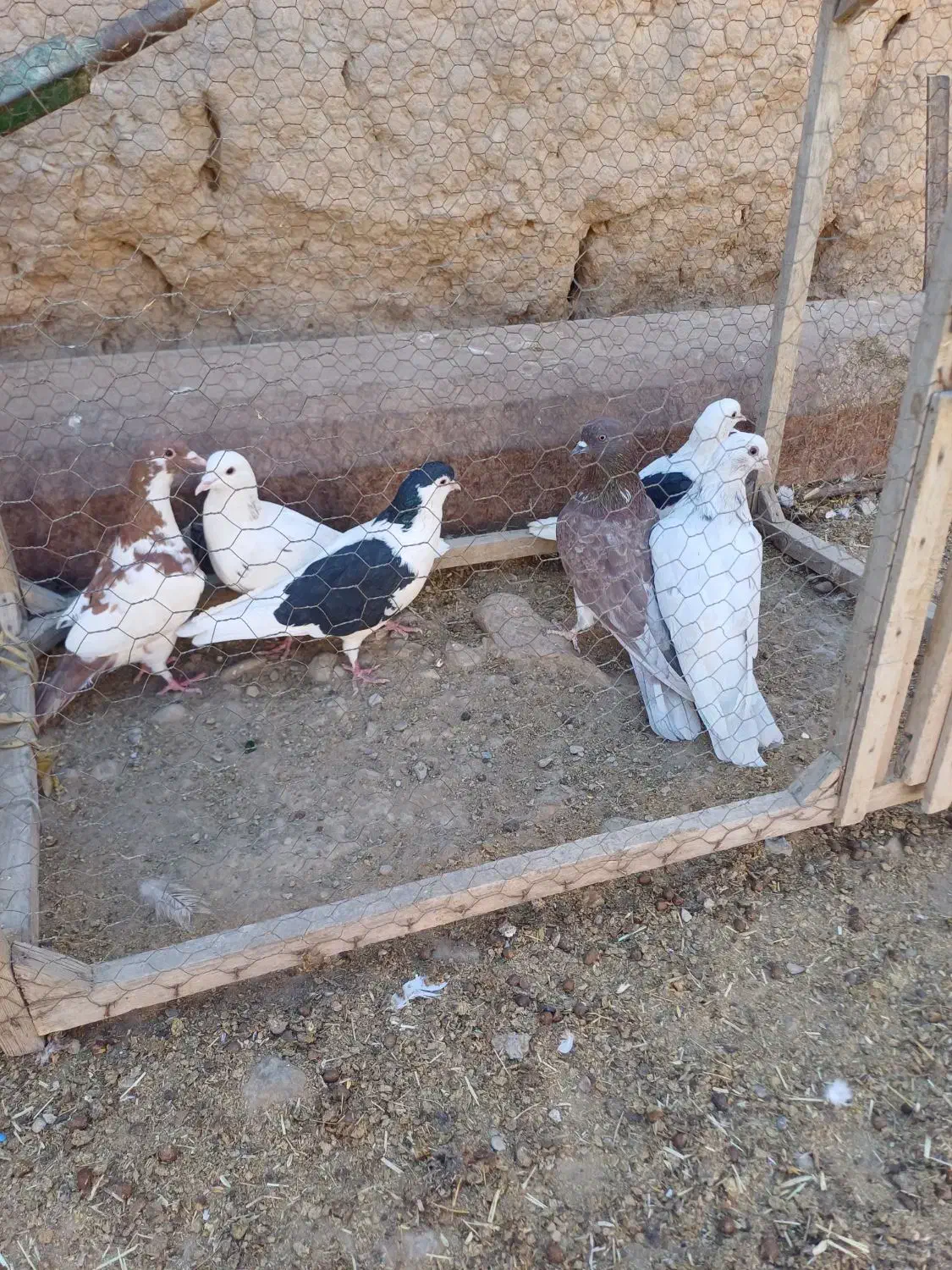 کفتر|پرنده|اسفراین, |دیوار