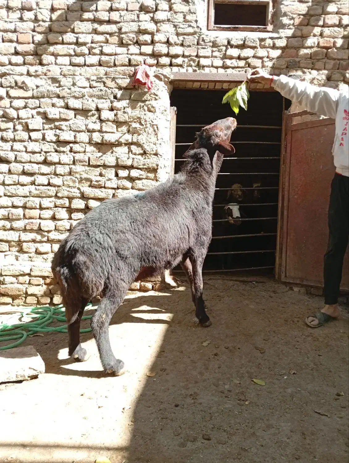 قوچ غزل|حیوانات مزرعه|زند, |دیوار