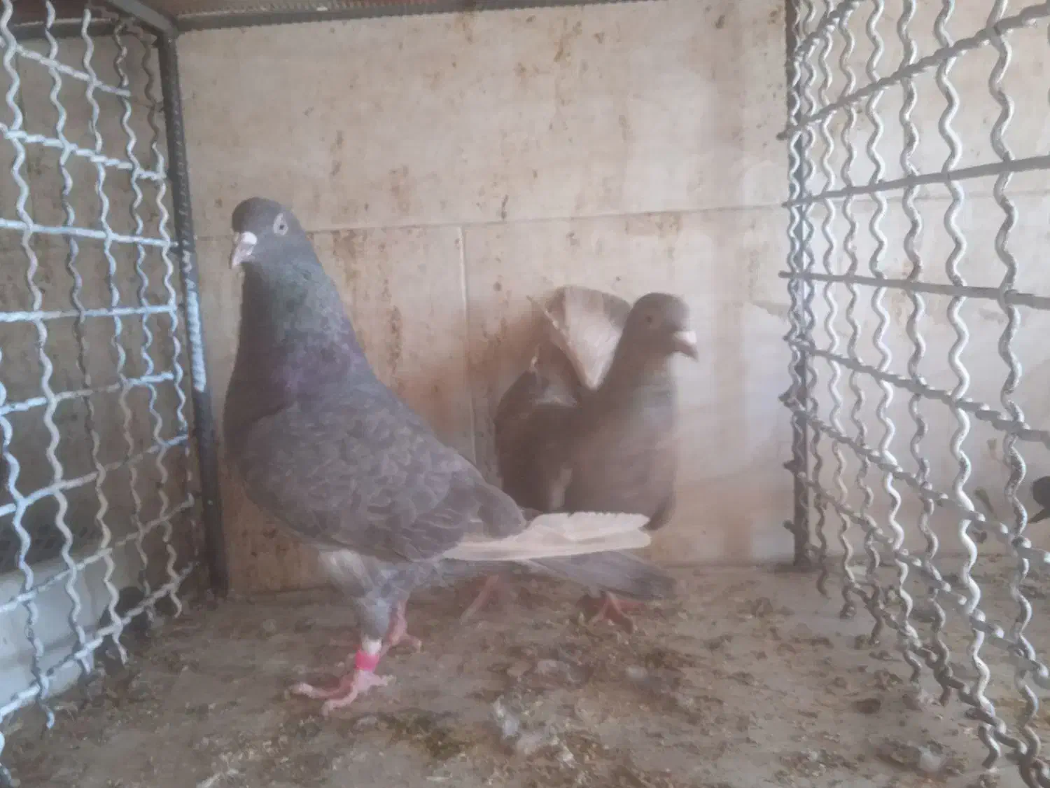 مشکی|پرنده|بردسکن, |دیوار