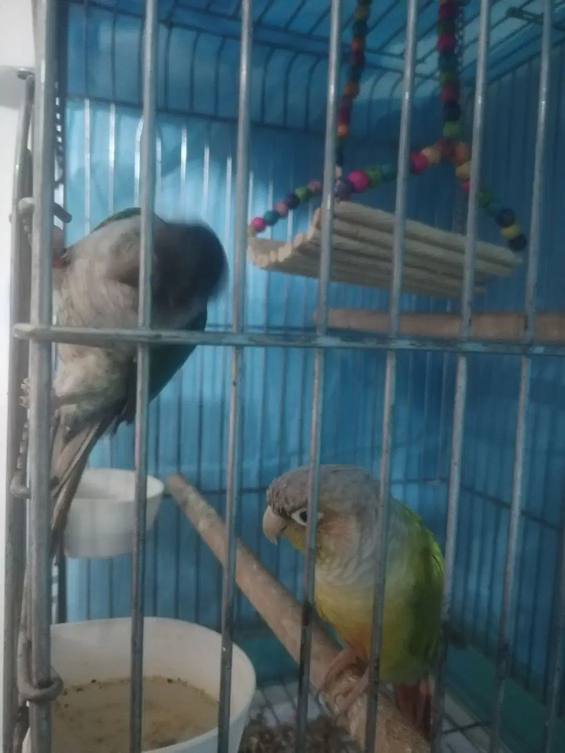 جفت گرینجیک|پرنده|مشهد, ادیب نیشابوری (شهرک غرب)|دیوار