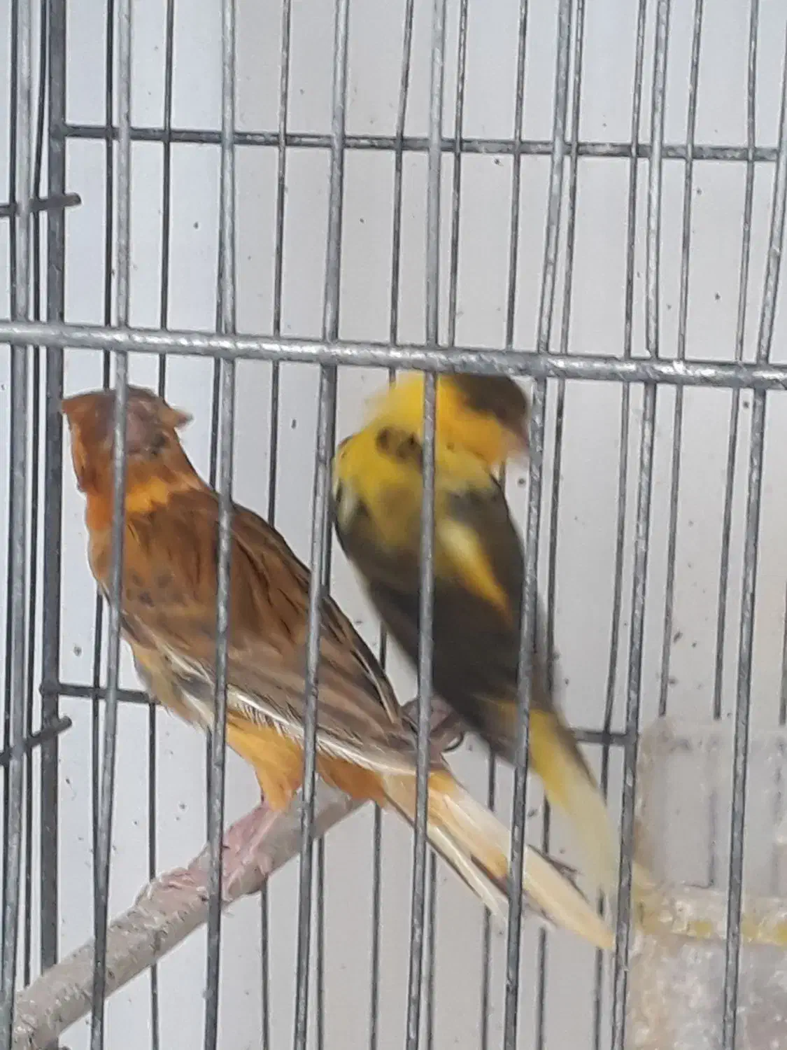 قناری|پرنده|مشگین شهر, |دیوار