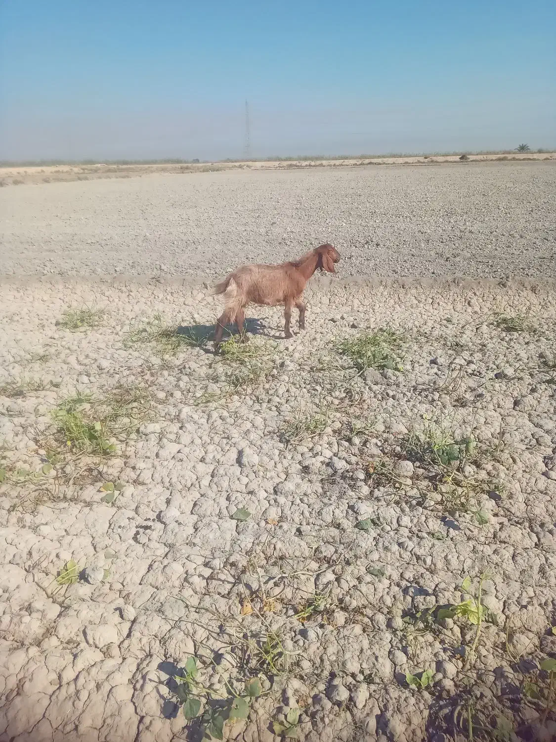 ۵عدد بز نر ۴عددبز ماده|حیوانات مزرعه|باوی, |دیوار