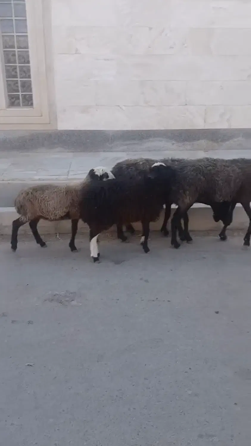 فروش میش بره دار و بزغاله|حیوانات مزرعه|گرمسار, |دیوار