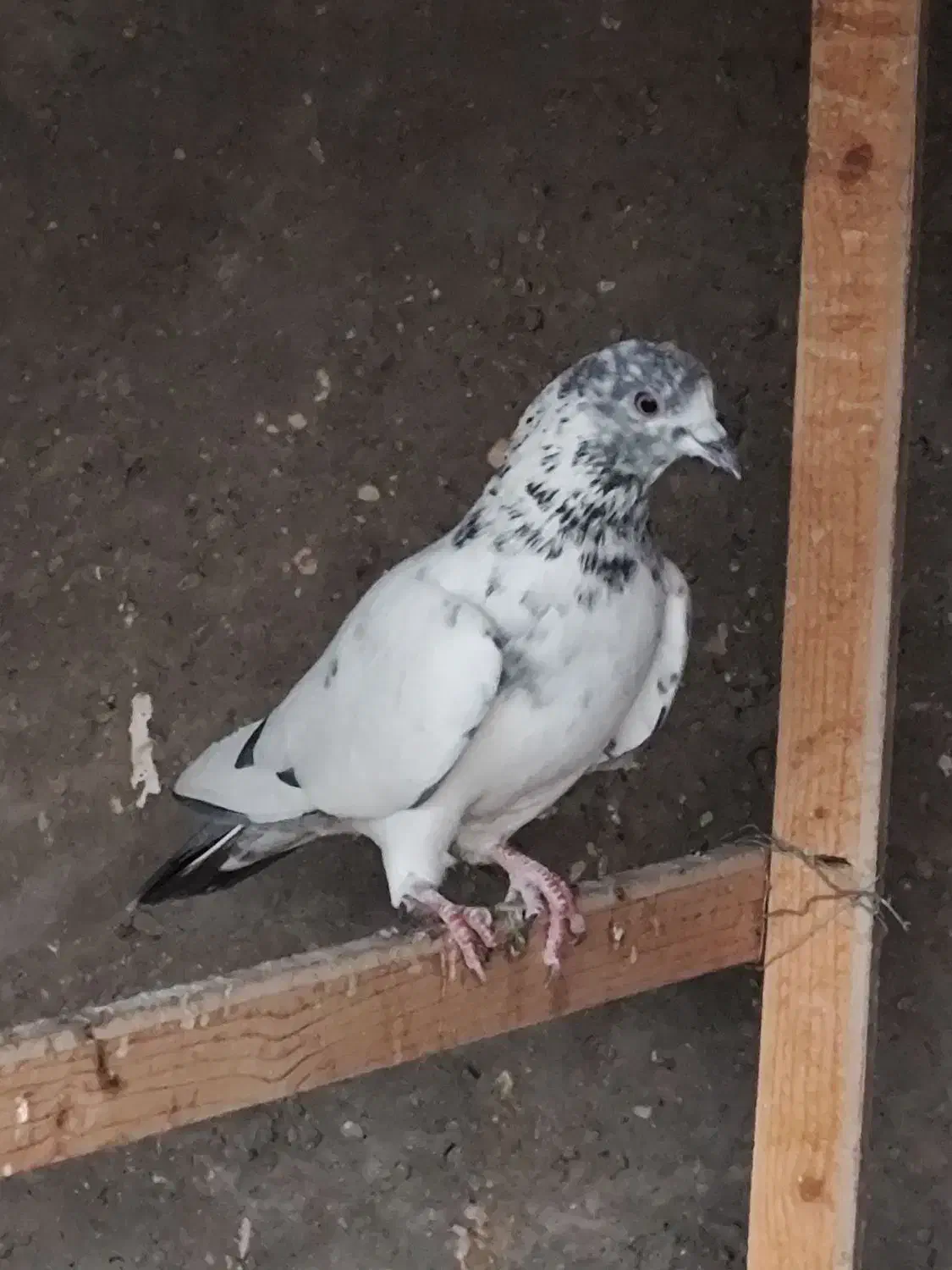 کله دمبی زرد سفید پرشی بازدید پیربکران|پرنده|پیر بکران, |دیوار